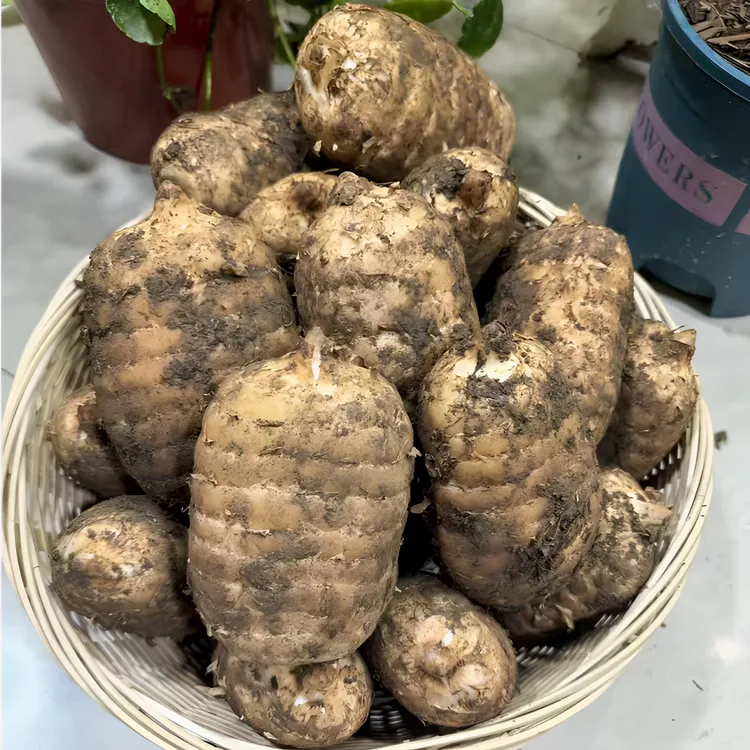 【新鲜乌天麻】 云南昭通彝良小草坝 产地直发炖鸡煲汤泡酒斤礼品盒