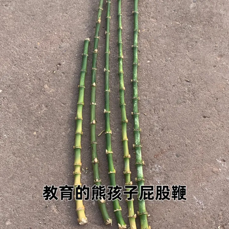 竹鞭手工艺制作可做手环教育鞭烟杆多用途（原材料）