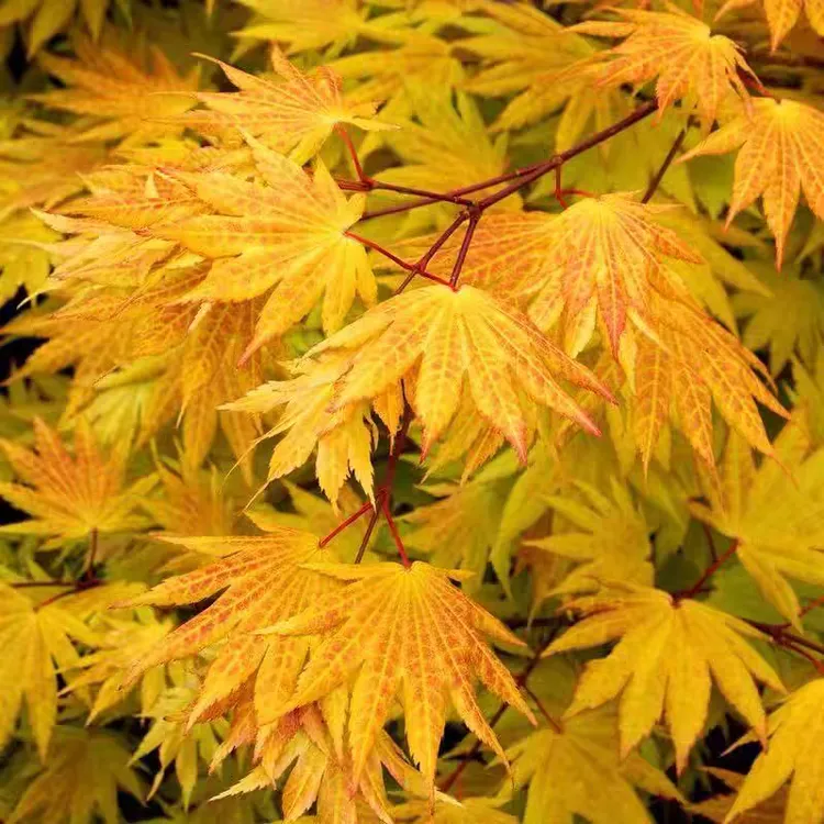 春雨黄金约旦枫树秋月彩叶小乔木团扇叶白泽槭阳台庭院室内盆栽