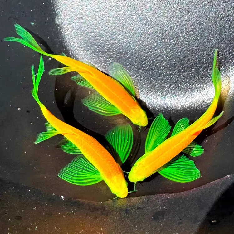 大尺寸龙凤蝶翼斑马鱼群养鱼可混养长鳍长尾淡水鱼低密度不需打氧