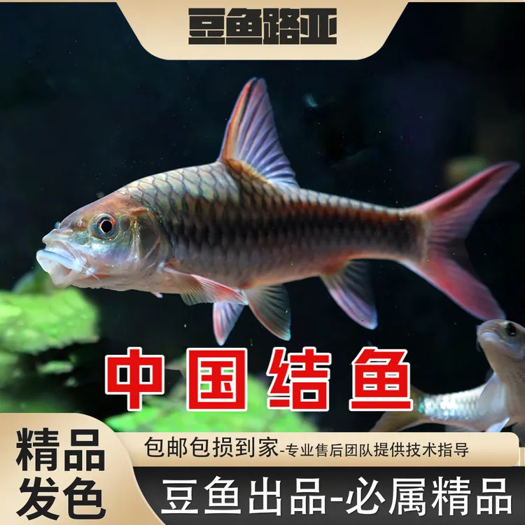 【中国国结】中国结鱼红吉罗国产巴拉观赏鱼橙赤结鱼小鱼苗