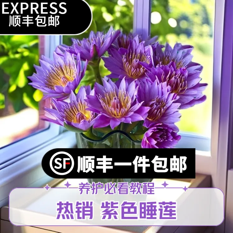 【顺丰包邮】紫色睡莲花卉鲜花广州基地直发插花（养护参考步骤）
