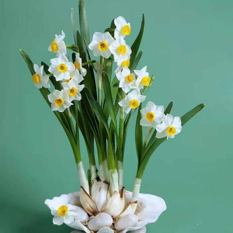 【水仙花八字切花王】漳州水仙花年宵花易活好奍