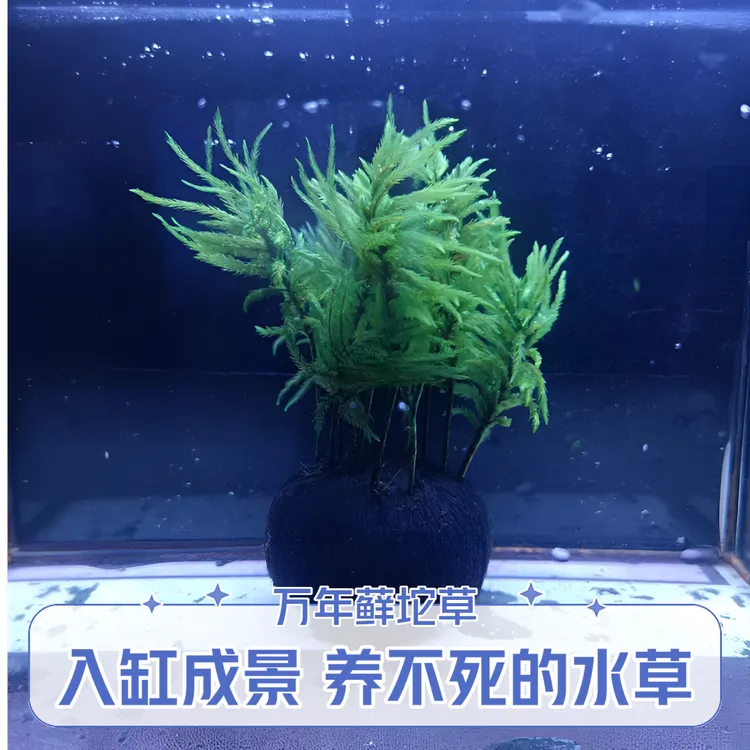 小鱼缸水草万年藓坨草新手阴性植物鱼缸造景增氧净化水质四季长青