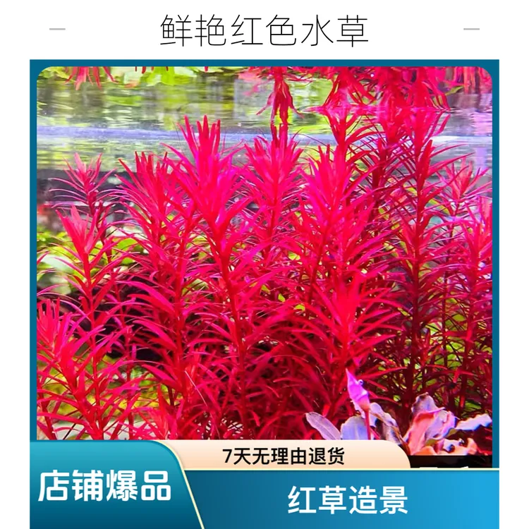 新加坡红绿宫廷水草红草水草鱼缸专用水草