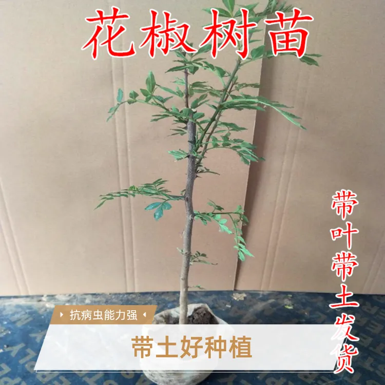 花椒树苗带土带叶大红袍花椒树苗南方北方种植庭院阳台种植