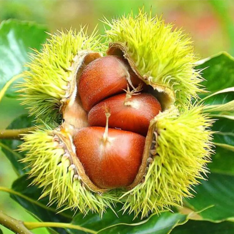 【2年苗2颗装】板栗树苗嫁接大红袍板栗树苗南北方种植抗寒抗旱大果