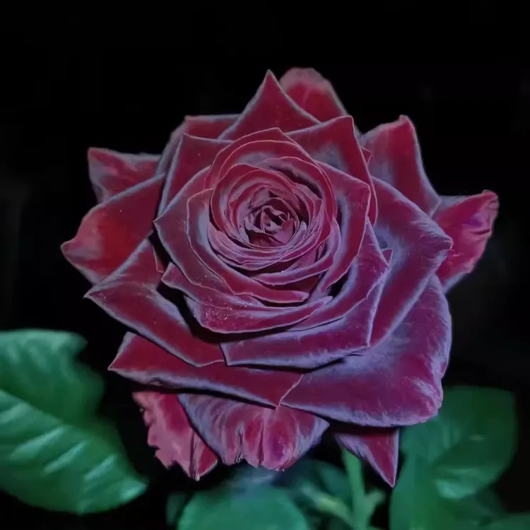 欧月灌木大花浓香丰花微月庭院月季基地直发