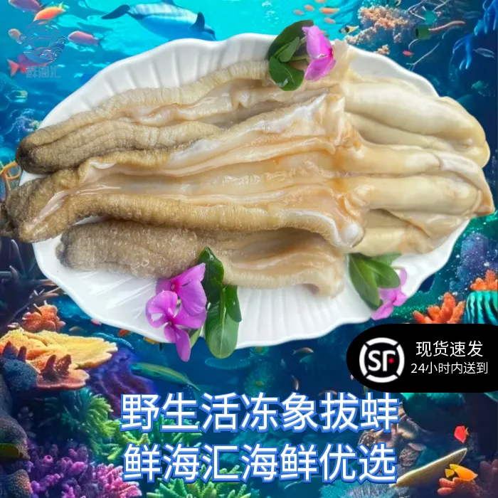 野生活冻象拔蚌小象拔蚌象鼻海鲜象拔蚌生鲜海鲜象牙蚌纯肉鲜活