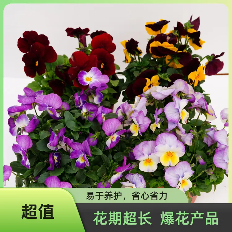 角堇，平瓣角堇，室内花园小精灵