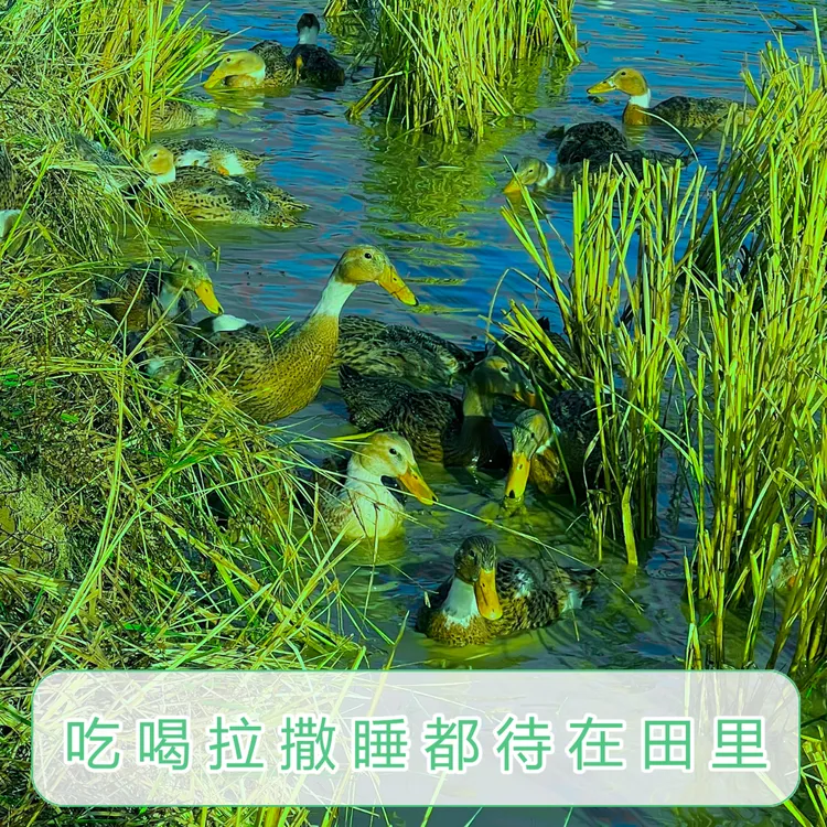 【乡下人放鸭子】野外山水散养杂食跑田土麻鸭现杀现发顺丰肉质鲜甜