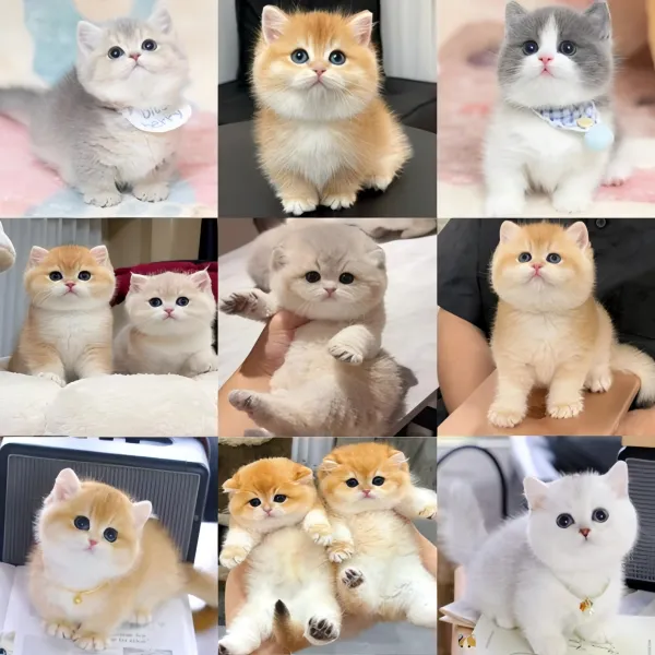 【绒悦猫舍】精品活体宠物猫咪幼崽