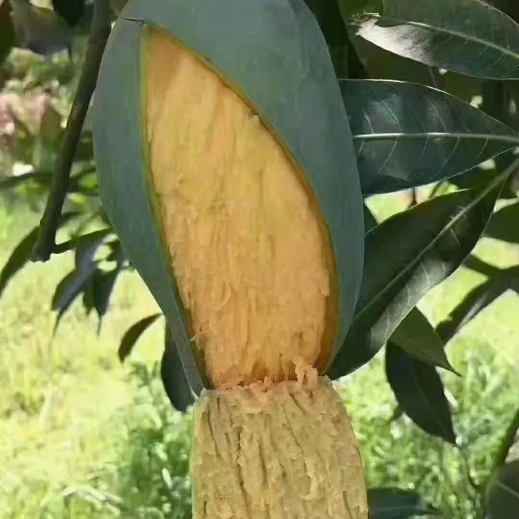 （大）广西百色桂七芒当季新鲜水果现摘整箱包邮