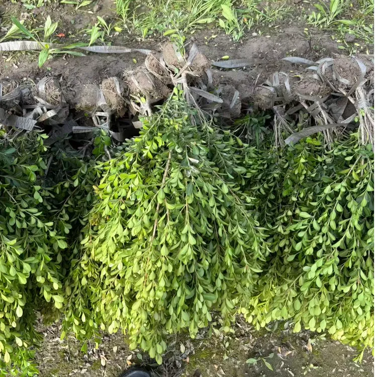 瓜子黄杨裸根苗耐寒耐旱绿植适合各种地方大面积绿化种植好养易活