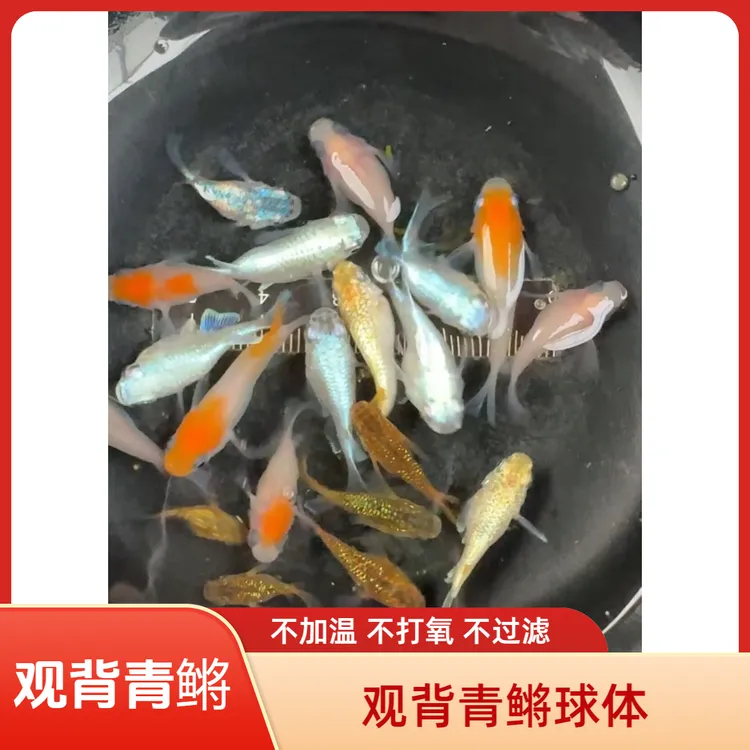 观背青鳉鱼球体天使球干支球红帝球黄星光球海王星球新手好养易活