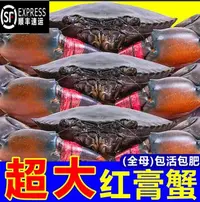 【魏来海鲜】货发出概不退款特大红膏母蟹青蟹红膏鲟