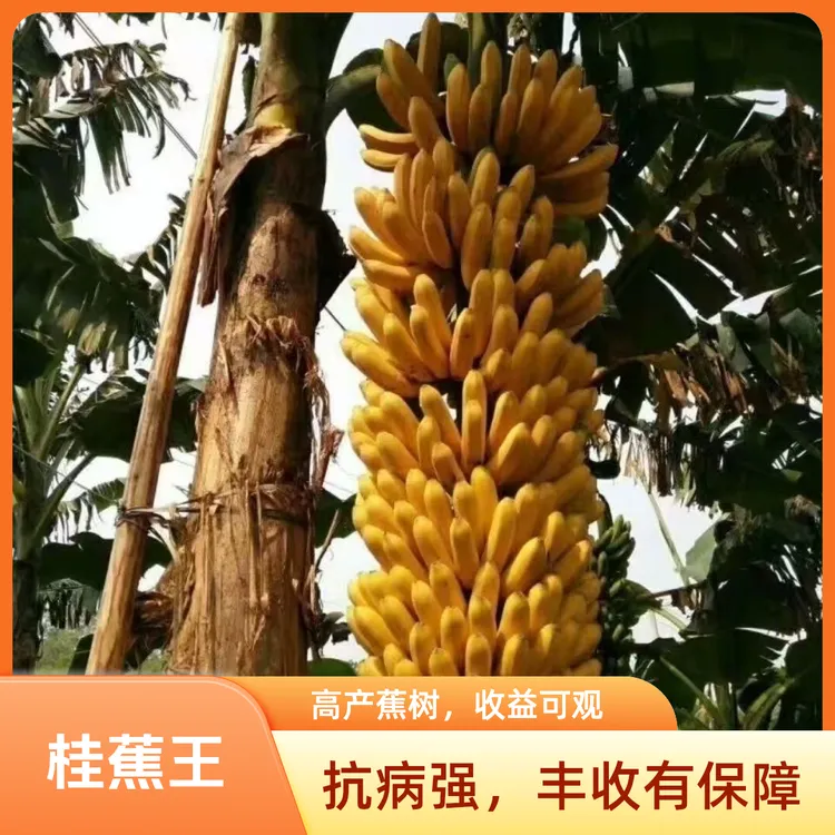 广西新品种桂蕉脱毒苗南北方种植盆栽地栽香蕉树柿子树