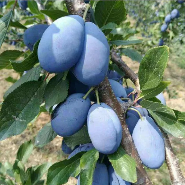 西梅李子树苗蜂糖李子苗南北方种植三华李子树苗盆栽地栽抗寒抗旱