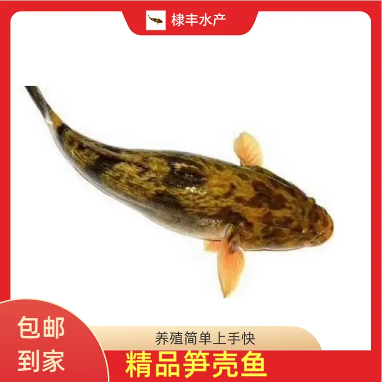 优质秦国笋壳鱼云斑尖塘鱧鱼宠物观赏鱼呆子鱼老虎鲨