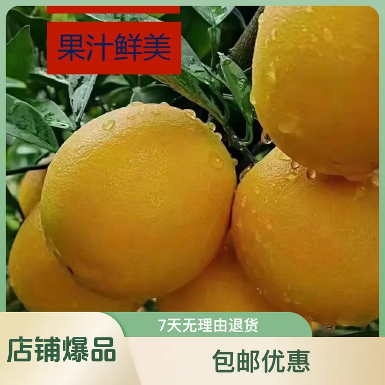 江西赣南信丰脐橙新鲜现摘香甜爆汁应季水果产地直发橙子赣南脐橙