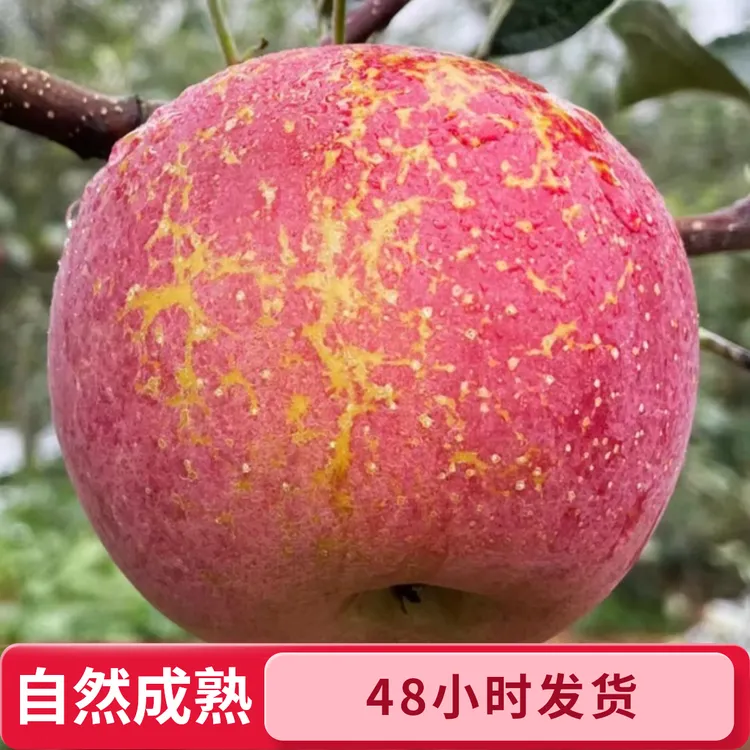 正宗云南昭通丑苹果自然成熟水果5/10斤包邮