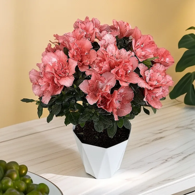 杜鹃花盆栽植物带花苞种好发货室内外阳台庭院绿植好养花卉植物