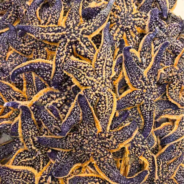 【过敏体质慎拍】丹东东港野生海星3-6只左右1斤3/4斤装