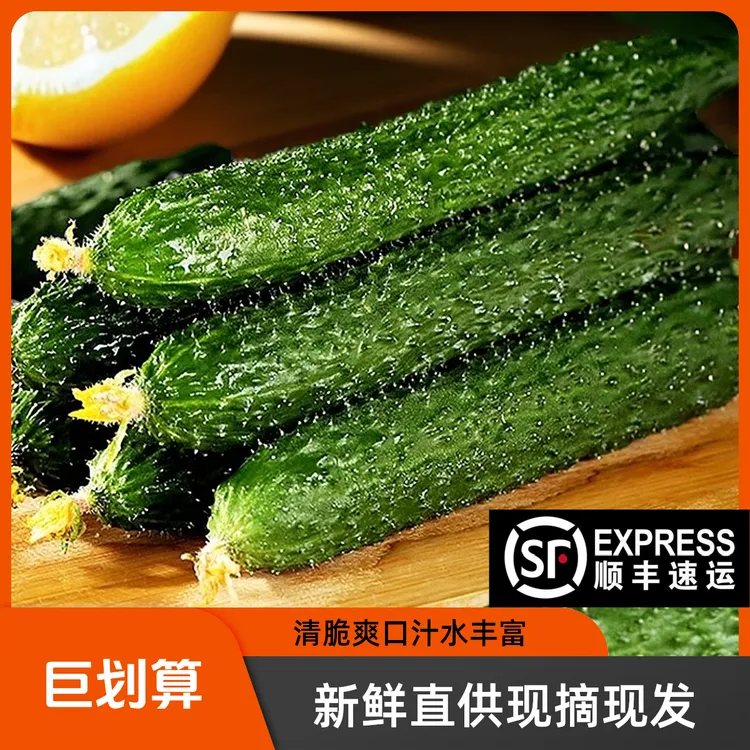 山东曲堤黄瓜3-5斤新鲜采摘精品水果生吃蘸酱蔬菜青瓜顺丰包邮