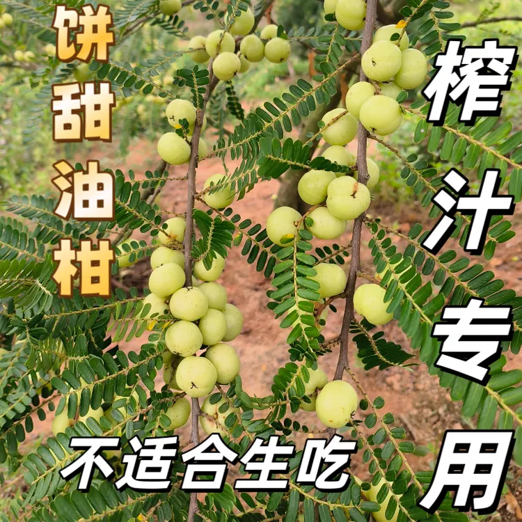 潮汕金灶新鲜油甘果可榨汁腌制吃泡酒煲汤的特色水果