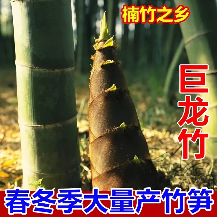 【脆嫩竹笋】大型巨龙竹楠竹种子食用竹笋四季庭院室外种植种子商品图