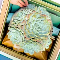 【地栽冰玉群】  多肉植物 新手好养 基地直发适合阳台庭院养护