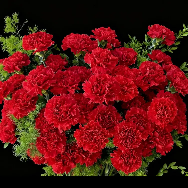红色单头康乃馨云南基地鲜花适合家养水养