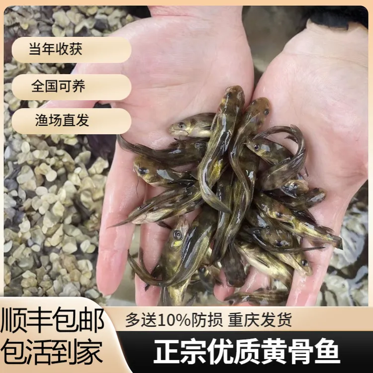 黄辣丁黄骨鱼黄桑鱼昂刺鱼苗顺丰包邮包活现捞现发
