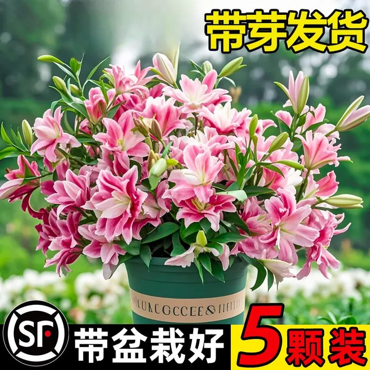 种下爱园艺家进口植物种球开花重瓣绿庭院花卉百合花香水种球盆栽