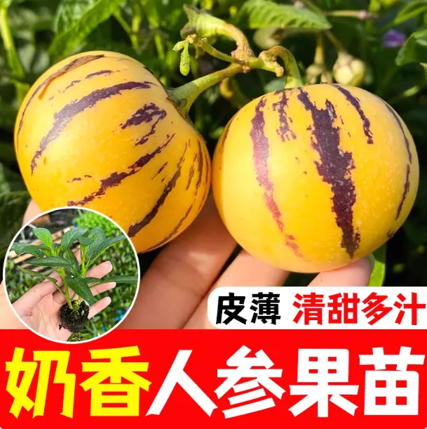 【奶香人参果苗】云南基地直发多年生耐寒耐热四季种植地栽盆栽种苗