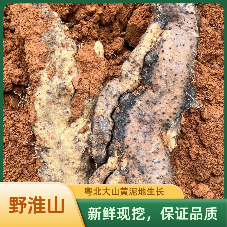 粤北正宗野淮山药野生现挖粗大新鲜当季现挖粉糯煲汤怀山药鲜美