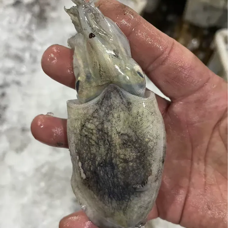 【4斤珍珠墨】圆墨珍珠墨原浆墨鱼东海新鲜野生 白灼鲜美海鲜 冻发