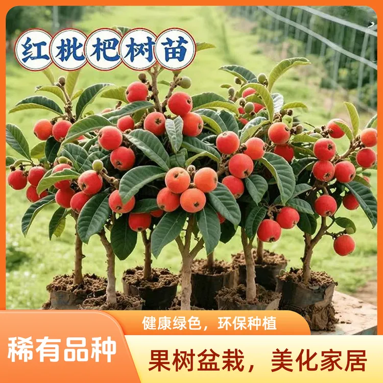 稀有新品枇杷红皮红肉无核枇杷原土原袋发货