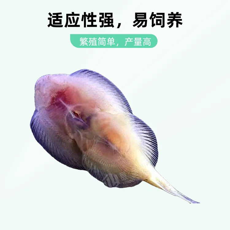 【免换水】琵琶吸鳅鱼免换水活体套装｜清道夫观赏鱼｜冷水鱼缸除藻