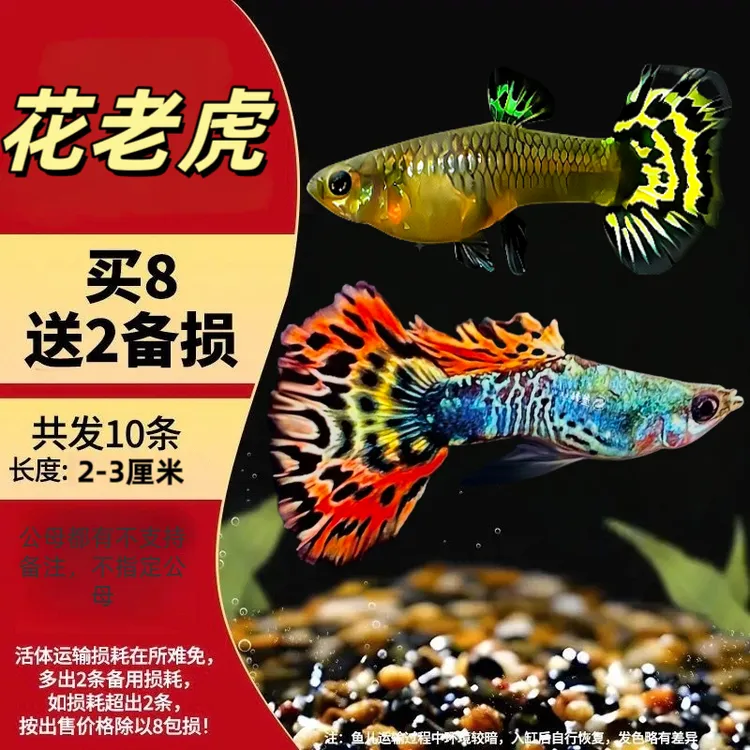 【2-3厘米】花老虎孔雀鱼好养耐活高颜值能生
