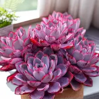米淇家多头大赫拉多肉植物脱土