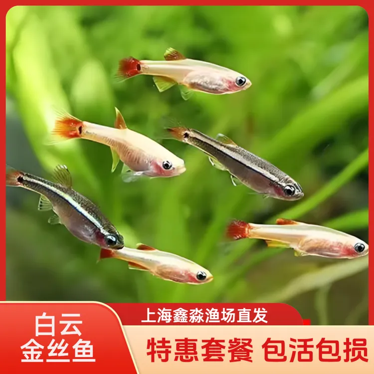 白云金丝鱼小型冷水群游好养耐活淡水原生鱼鱼锦鲤观赏鱼
