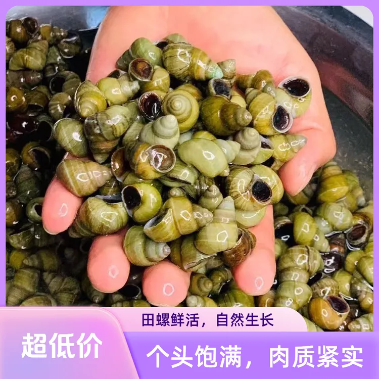 湖北田螺螺蛳新鲜螺丝石螺嗦口螺夜市商用螺丝粉专用清水螺蛳田螺