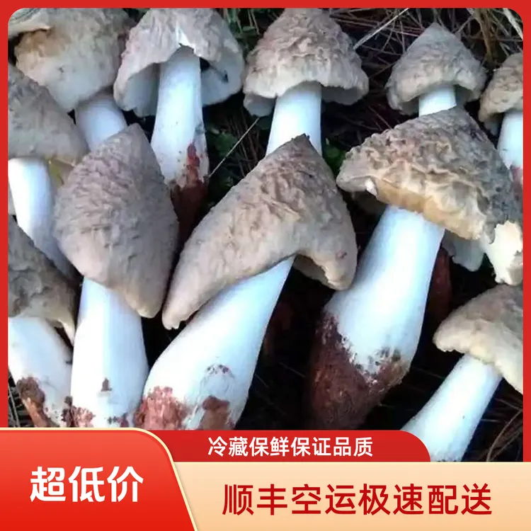 云南鸡枞菌新鲜野生菌食用菌顺丰冷链空运包邮
