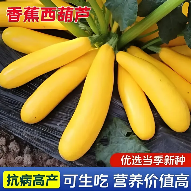 【香蕉西葫芦种子】水果型一年四季阳台易种盆栽北方春夏秋种植