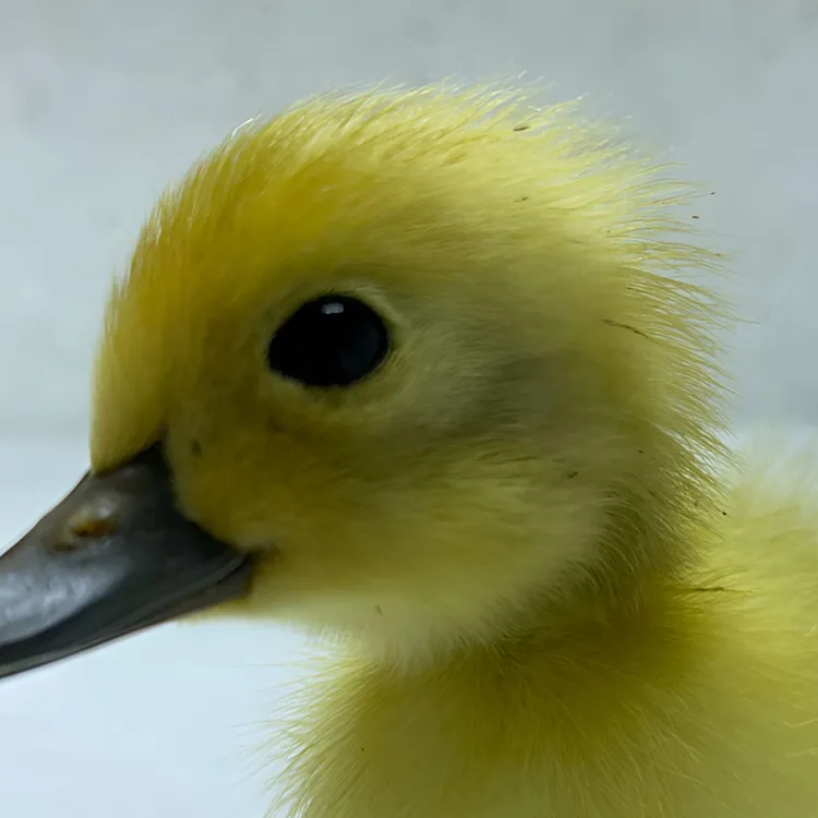 定制破壳苗正宗福建宠物鸭连城白鸭小鸭子网红鸭白鹜鸭包邮包路损