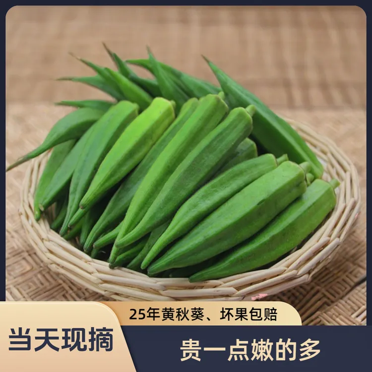 福建新鲜黄秋葵水果秋葵时令当季蔬菜鲜嫩羊角豆产地现摘1-5斤装
