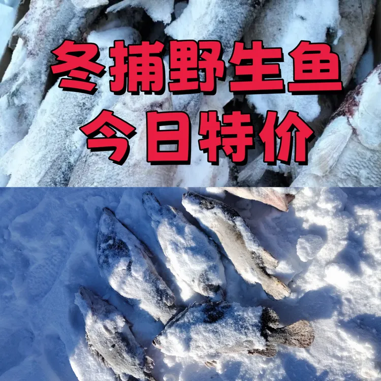 7斤多冬捕野生鲤鱼新鲜江鱼天然野生大江鱼正宗野生江鲤子
