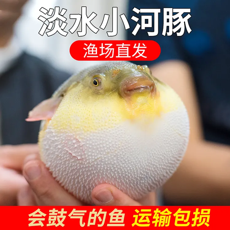 金娃娃潜水艇小河豚淡水活体宠物热带观赏鱼生气会鼓肚可爱好养活