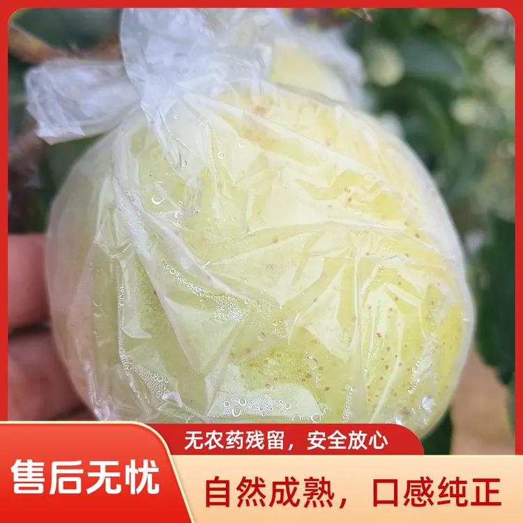 山东高山黄金帅苹果脆甜应季水果新鲜采摘孕妇水果酸甜可口